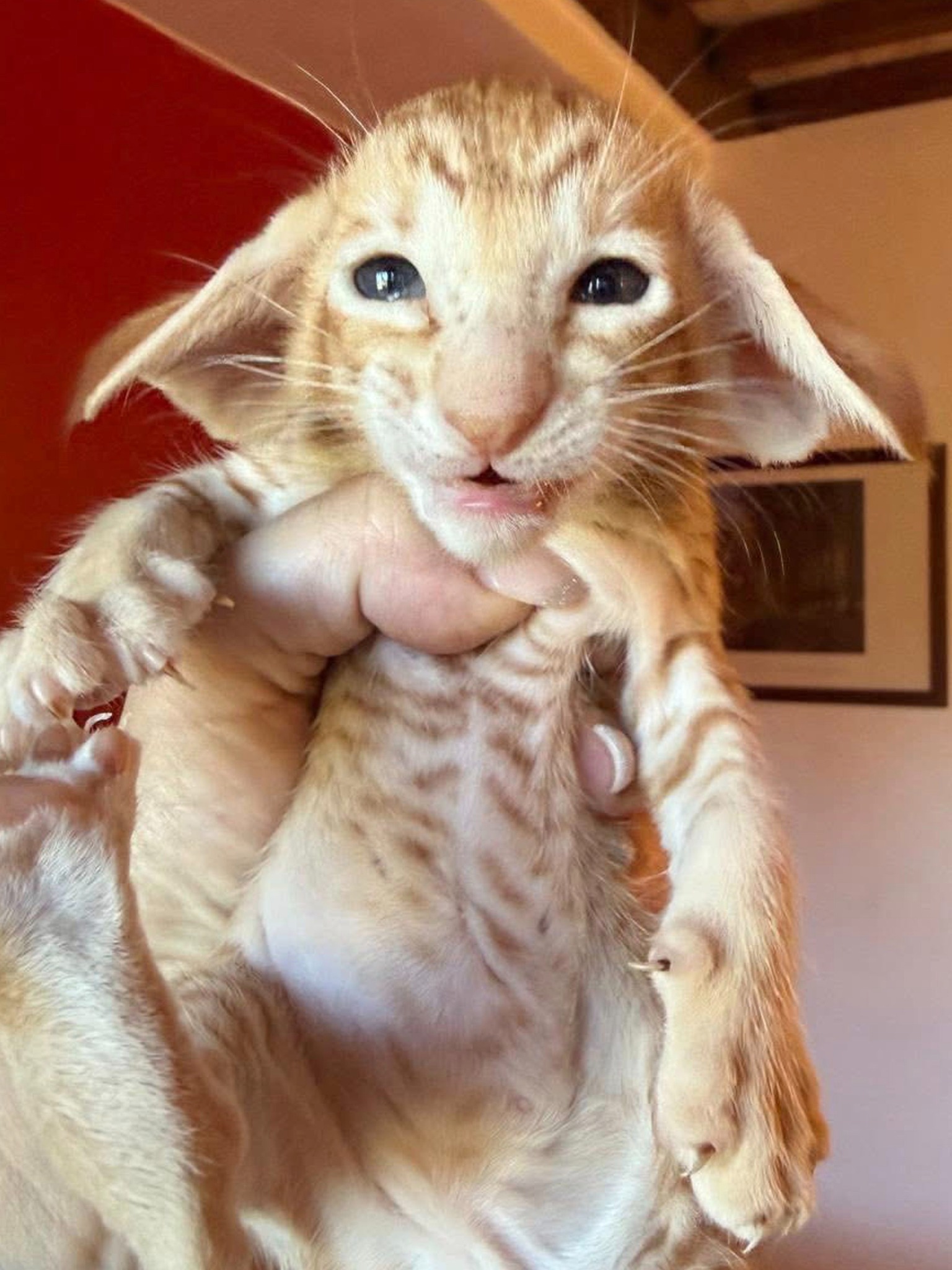 Oriental Express — Siamese e Orientale